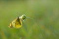 Clouded yellows yellow butterfly on a flower in nature macro