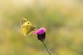 Clouded yellows, yellow butterfly on a flower in nature macro