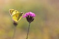 Clouded yellows, yellow butterfly on a flower in nature macro