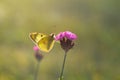 Clouded yellows, yellow butterfly on a flower in nature macro