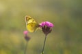 Clouded yellows, yellow butterfly on a flower in nature macro