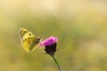 Clouded yellows, yellow butterfly on a flower in nature macro