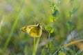 Clouded yellows, yellow butterfly on a green plant in nature