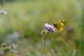 Clouded yellows, yellow butterfly on a purple wild flower