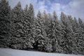 Cloudes and trees, winter landscape in ÃÂ umava in ÃÂ½eleznÃÂ¡ Ruda, czech republic