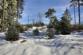 Cloudes and trees, winter landscape in ÃÂ umava in ÃÂ½eleznÃÂ¡ Ruda, czech republic