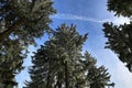 Cloudes and trees, winter landscape in ÃÂ umava in ÃÂ½eleznÃÂ¡ Ruda, czech republic