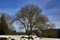 Cloudes and trees, winter landscape in ÃÂ umava in ÃÂ½eleznÃÂ¡ Ruda, czech republic