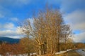 Cloudes and trees, winter landscape in ÃÂ umava in ÃÂ½eleznÃÂ¡ Ruda, czech republic