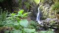 Cloudforest waterfall