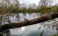 River West Morava in autumn Royalty Free Stock Photo