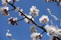 Cloudless blue sky and branches of blossoming apricot in April