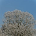 Top of English Oak tree (Quercus robur) covered with hoar frost.