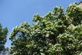 Cloudless blue sky and crown of blossoming catalpa tree in June Royalty Free Stock Photo