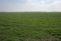 Cloudless blue sky over a green farm field. Fresh spring vegetation. Landscape Royalty Free Stock Photo