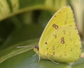 Cloudless Giant Sulphur Butterfly Royalty Free Stock Photo