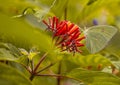 Cloudless Sulfur Butterfly Sipping Nectar at Firebush Flower, Seminole, Florida Royalty Free Stock Photo