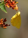 Cloudless Sulphur Butterfly Collecting Nectar Royalty Free Stock Photo