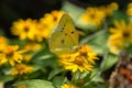 Cloudless Sulphur butterfly feeding on Yellow flower Royalty Free Stock Photo