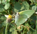 Cloudless sulphur butterfly on grass Royalty Free Stock Photo