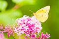 Cloudless Sulphur Butterfly Royalty Free Stock Photo