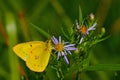 Cloudless Sulphur Butterfly Royalty Free Stock Photo