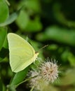 Cloudless Sulphur butterfly (Phoebis sennae)