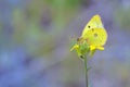 Cloudless Sulphur butterfly Phoebis sennae on flower