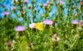 Cloudless sulphur butterfly on pink thistle Royalty Free Stock Photo