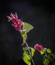 Cloudless Sulphur Butterfly on a Shrimp Plant Royalty Free Stock Photo