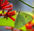 Cloudless Sulphur Butterfly Sipping Nectar From Firebush Flower, Seminole, Florida  2 Royalty Free Stock Photo