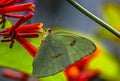 Cloudless Sulphur Butterfly Sipping Nectar From Firebush Flower, Seminole, Florida Royalty Free Stock Photo