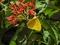 Cloudless Sulphur (Phoebis sennae) on a firebush flower Royalty Free Stock Photo