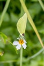 Cloudless Sulphur