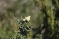 California Wildlife Series - Yellow butterfly on Thistle - Cloudless Sulphur Butterfly Royalty Free Stock Photo