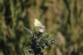 California Wildlife Series - Yellow butterfly on Thistle - Cloudless Sulphur Butterfly Royalty Free Stock Photo