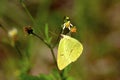 Cloudless Sulphur 606252