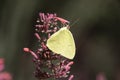 Cloudless Sulphur (Phoebis sennae) Royalty Free Stock Photo