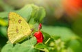 Cloudless Sulphur Phoebis sennae butterfly Royalty Free Stock Photo