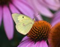 Cloudless Sulphur on Purple Coneflower Royalty Free Stock Photo