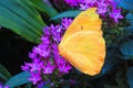 Cloudless sulphur solid yellow butterfly with purple flowers, horizontal orientation Royalty Free Stock Photo