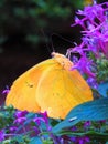 Cloudless sulphur solid yellow butterfly with purple flowers Royalty Free Stock Photo