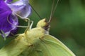 Cloudless sulphur (Phoebis sennae) butterfly on purple flower bloom with green background Royalty Free Stock Photo