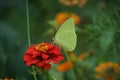 Cloudless sulphur (Phoebis sennae) butterfly on zinnia bloom with green background Royalty Free Stock Photo