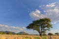 Clouds and acasia trees Royalty Free Stock Photo