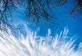 Clouds against trees Royalty Free Stock Photo