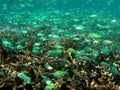 Clouds of Anthias