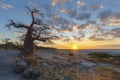 Clouds and baobab`s at sunset Royalty Free Stock Photo
