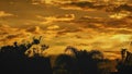 Clouds on a beautiful late afternoon on the beach, orange colored sky and shade of trees