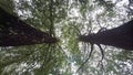 Clouds Behind The Trees. Clouds Behind The Trees.